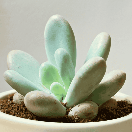Must Have Indoor Plants To Refresh Your Living Space Fast