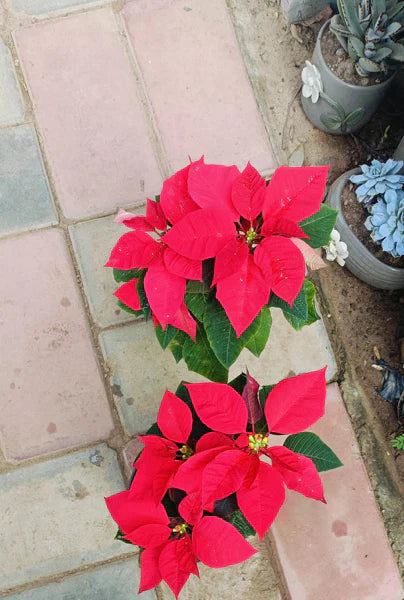Easy Indoor Plants For Beginners That Transform Any Space