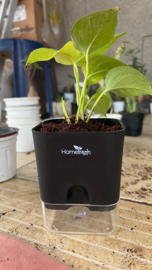 Why Indoor Plants Are the Perfect Home Accessory for Every Room