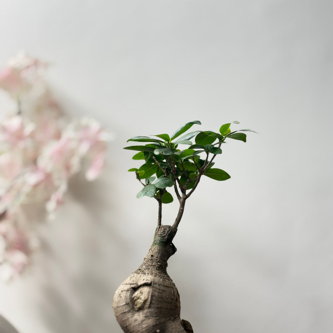 Pro Tips For Growing Gorgeous Indoor Plants In Low Light