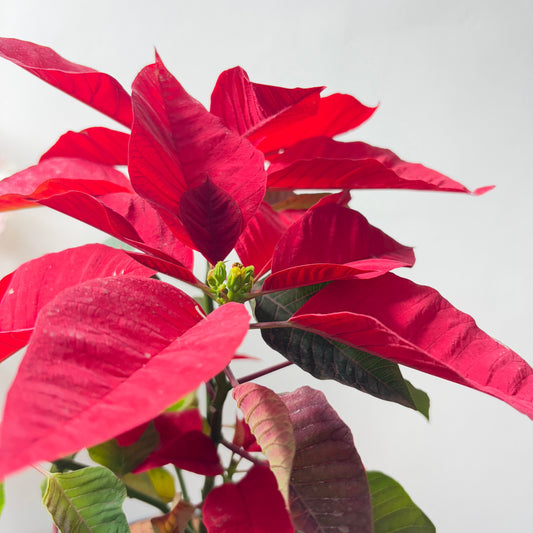 Air Purifying Plants: 15 Top Picks for Cleaner Indoor Air