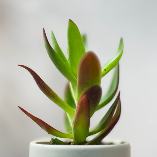 Essential Care Tips To Make Your Indoor Plants Thrive