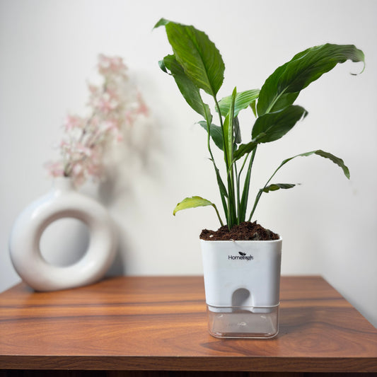 The Secret to Keeping Your Indoor Plants Alive and Thriving