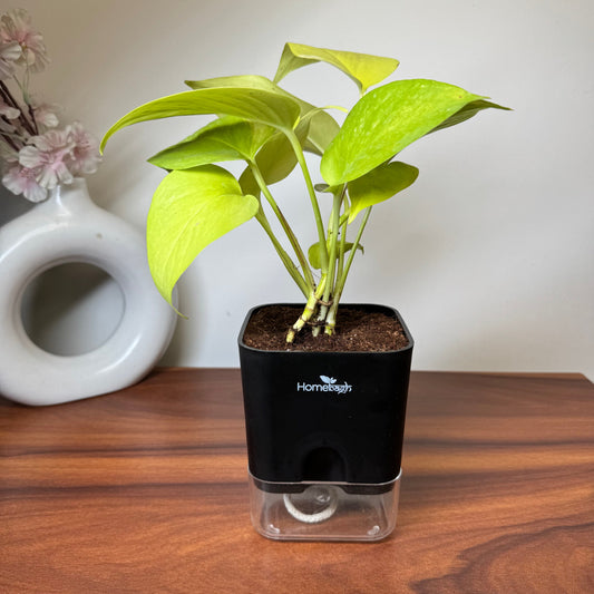 How to Choose Indoor Plants Based on Your Home's Lighting