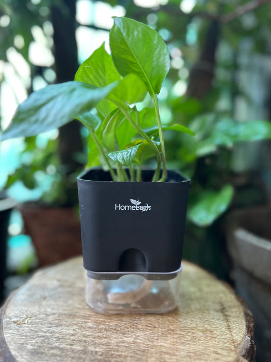 Indoor Plants That Bring a Touch of Nature to Your Modern Home