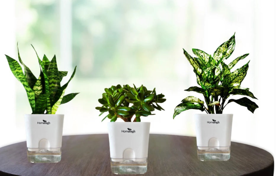 Top Air Purifying Indoor Plants For A Healthier Home