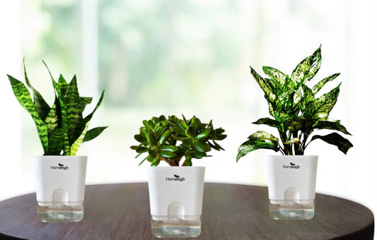 Top Indoor Plants That Make Your Home Smell Amazing