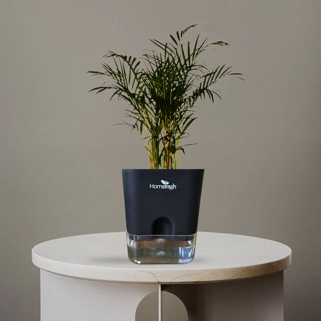 CANE PALM - Homebagh