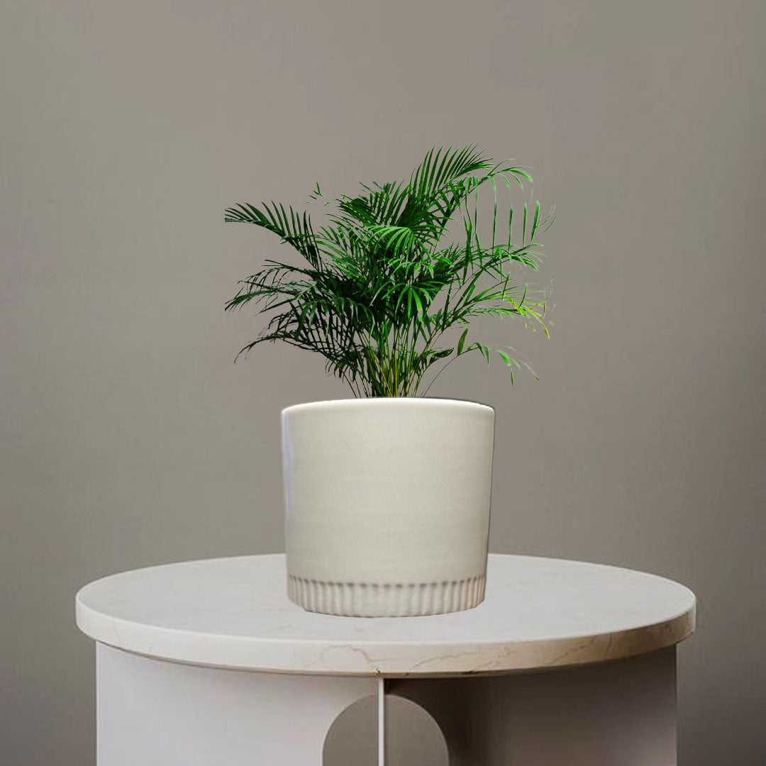 ARECA PALM PLANT - Homebagh