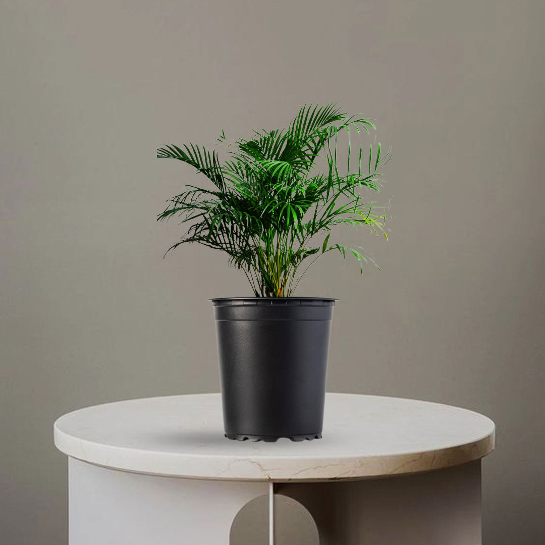 ARECA PALM PLANT