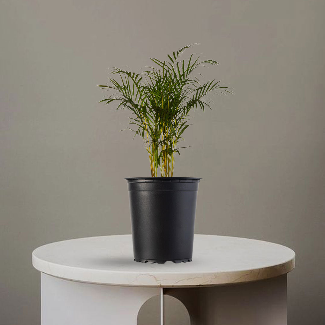 CANE PALM
