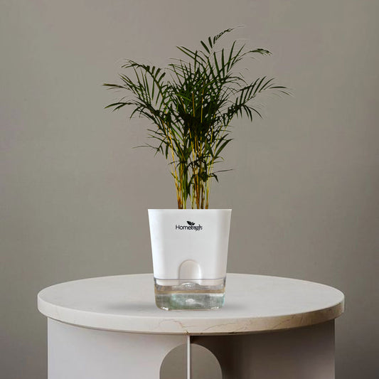 CANE PALM - Homebagh