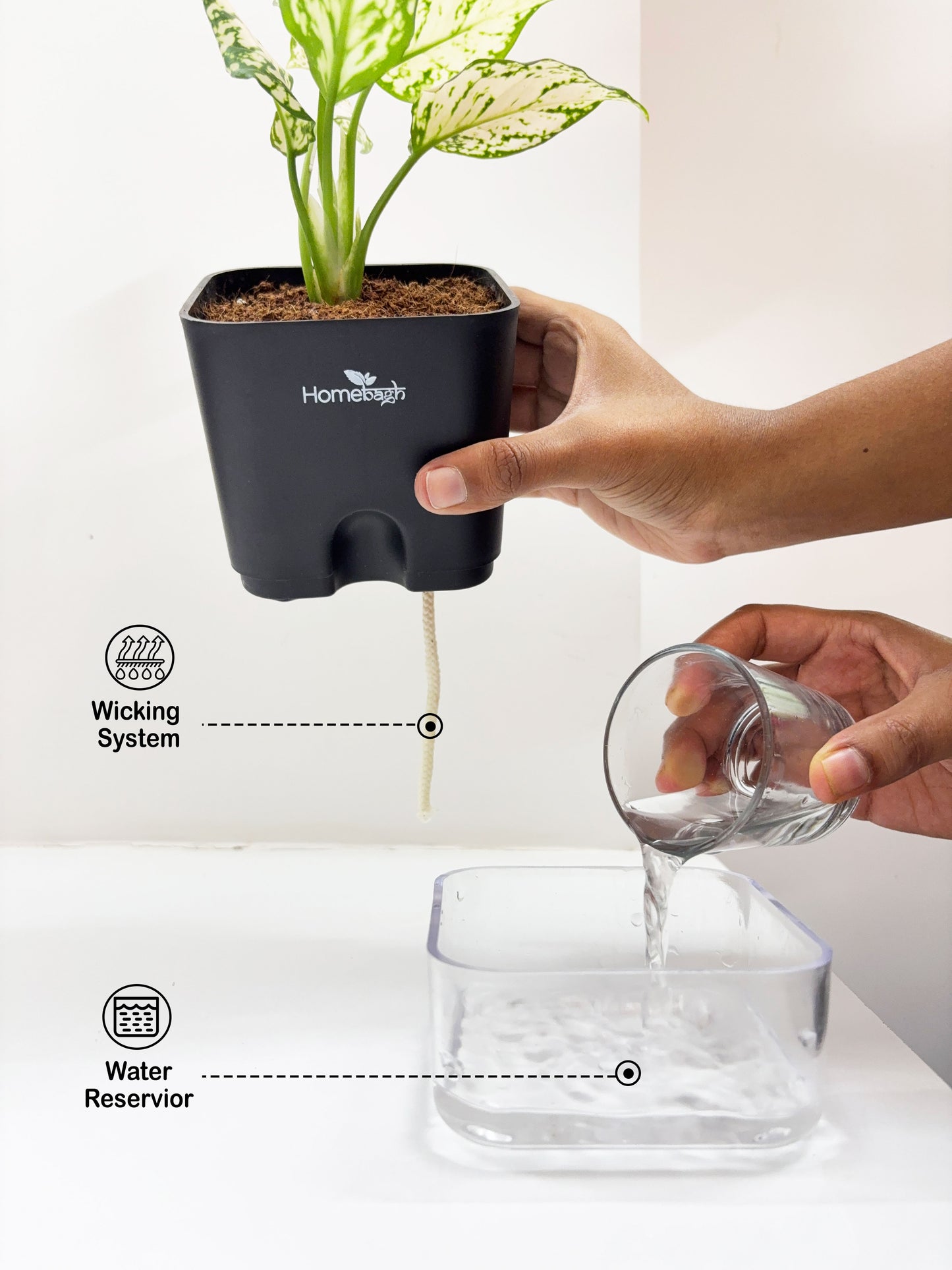 Rubber Plant with Self Watering Pot - Homebagh