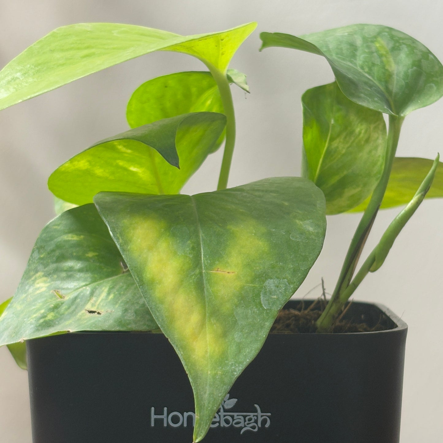 Money Plant With Self Watering Pot - Homebagh