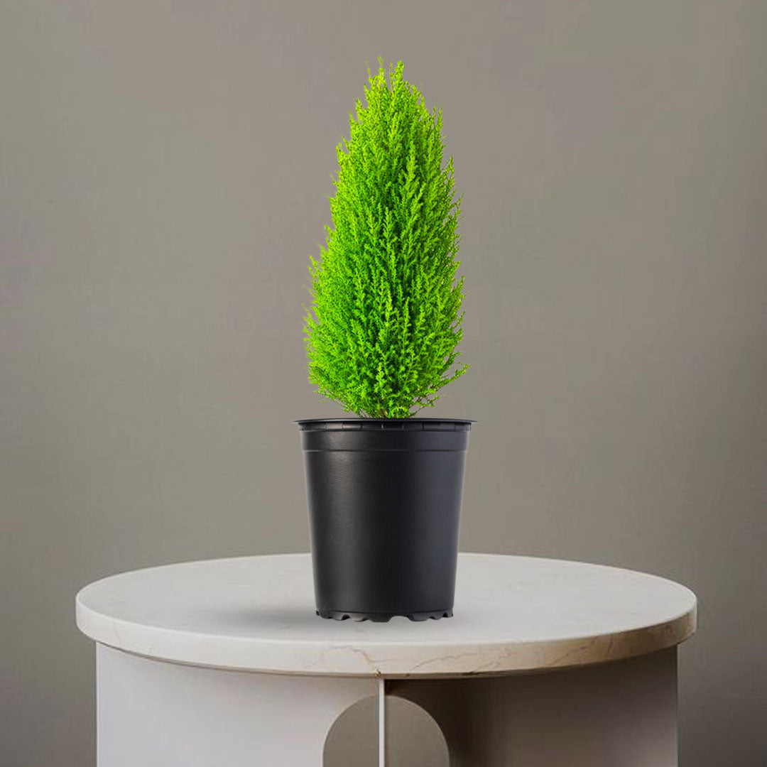 MORPANKHI PLANT - Homebagh