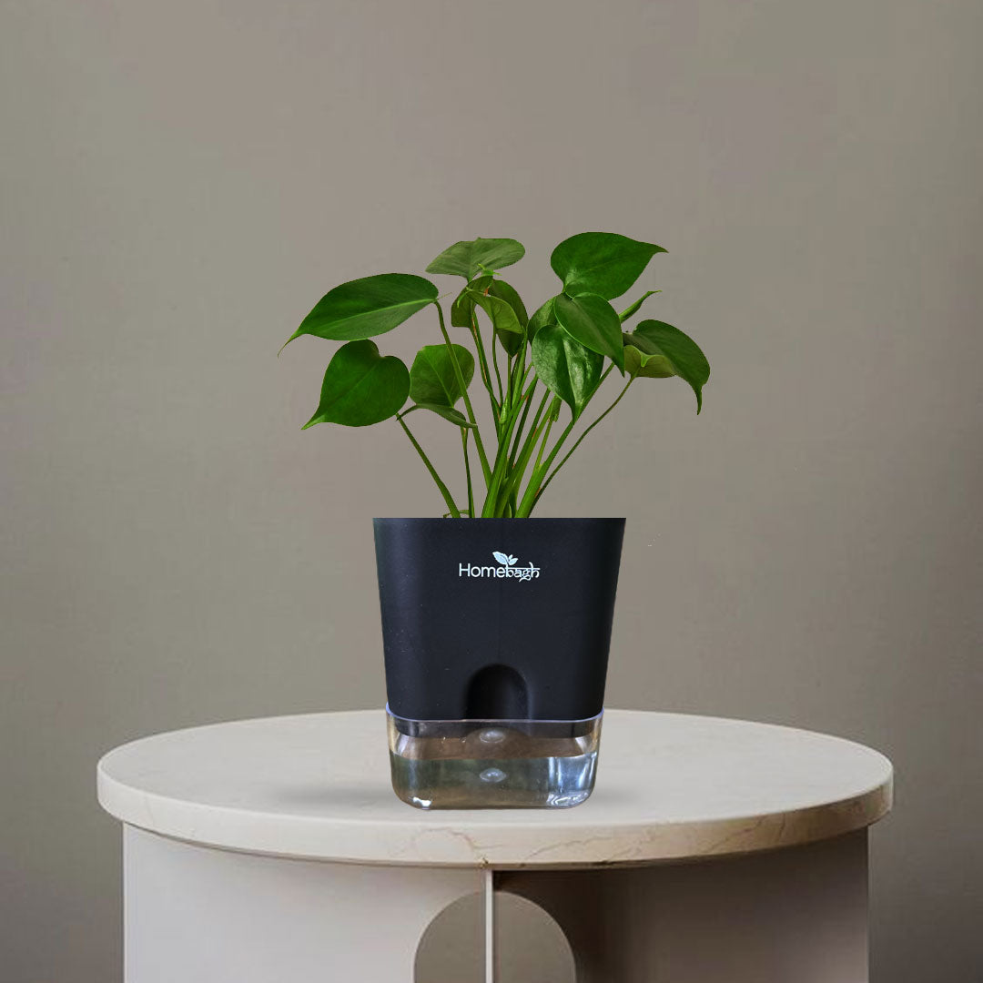 Philodendron Plant - Homebagh