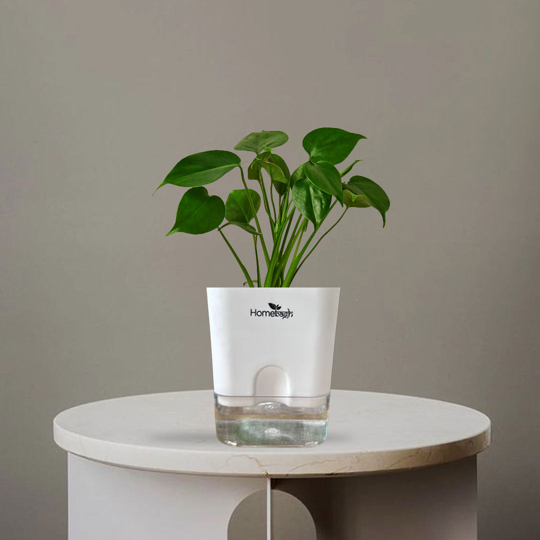 Philodendron Plant - Homebagh