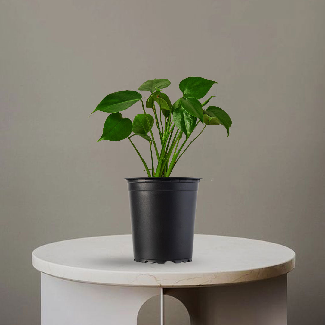 Philodendron Plant - Homebagh