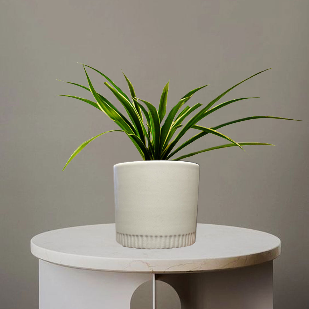 SPIDER PLANT - Homebagh