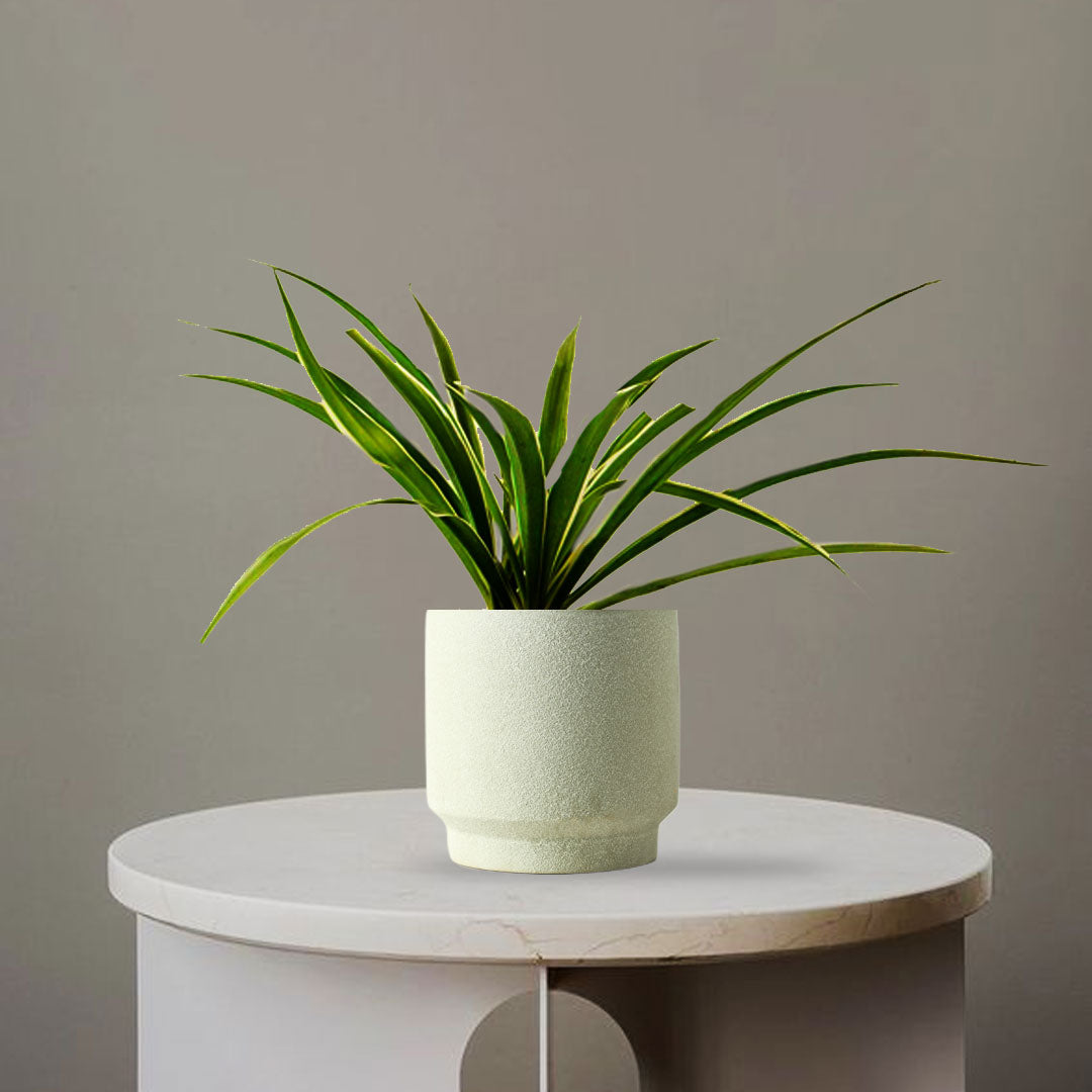 spider plant in vase SPIDER PLANT
