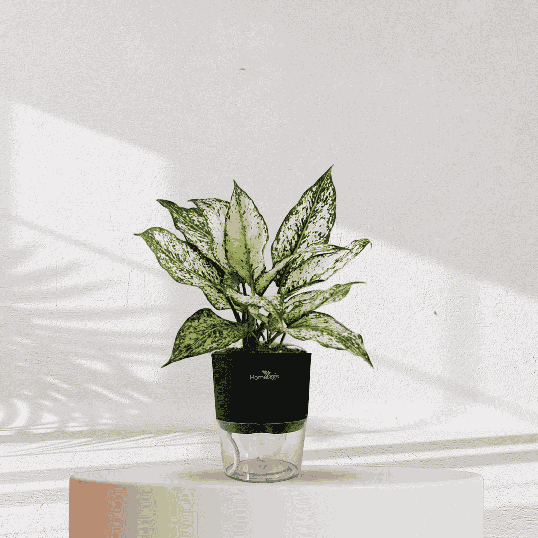 Aglaonema Snow White With Self Watering Pot - Homebagh