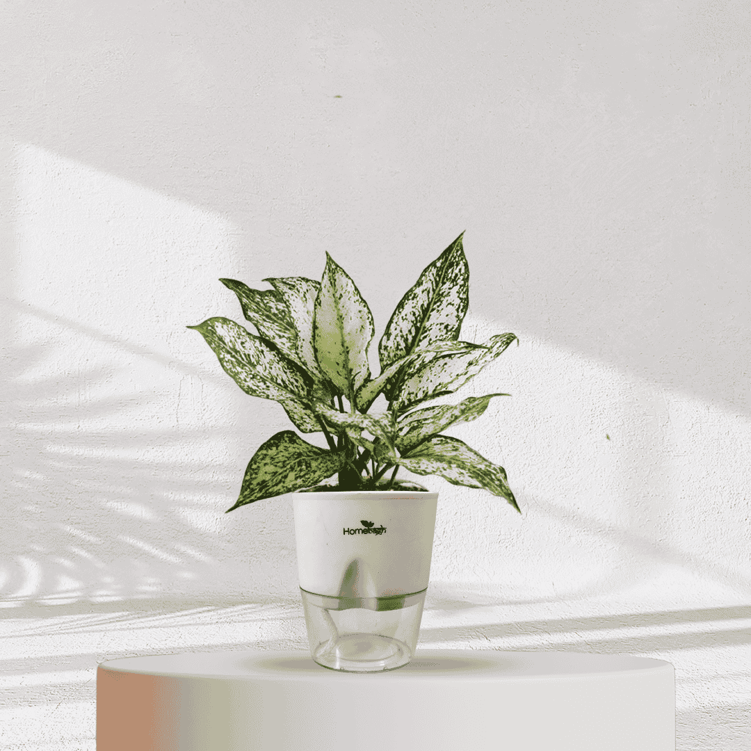 Aglaonema Snow White With Self Watering Pot - Homebagh