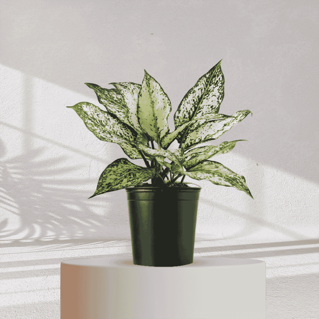 Aglaonema Snow White With Self Watering Pot - Homebagh