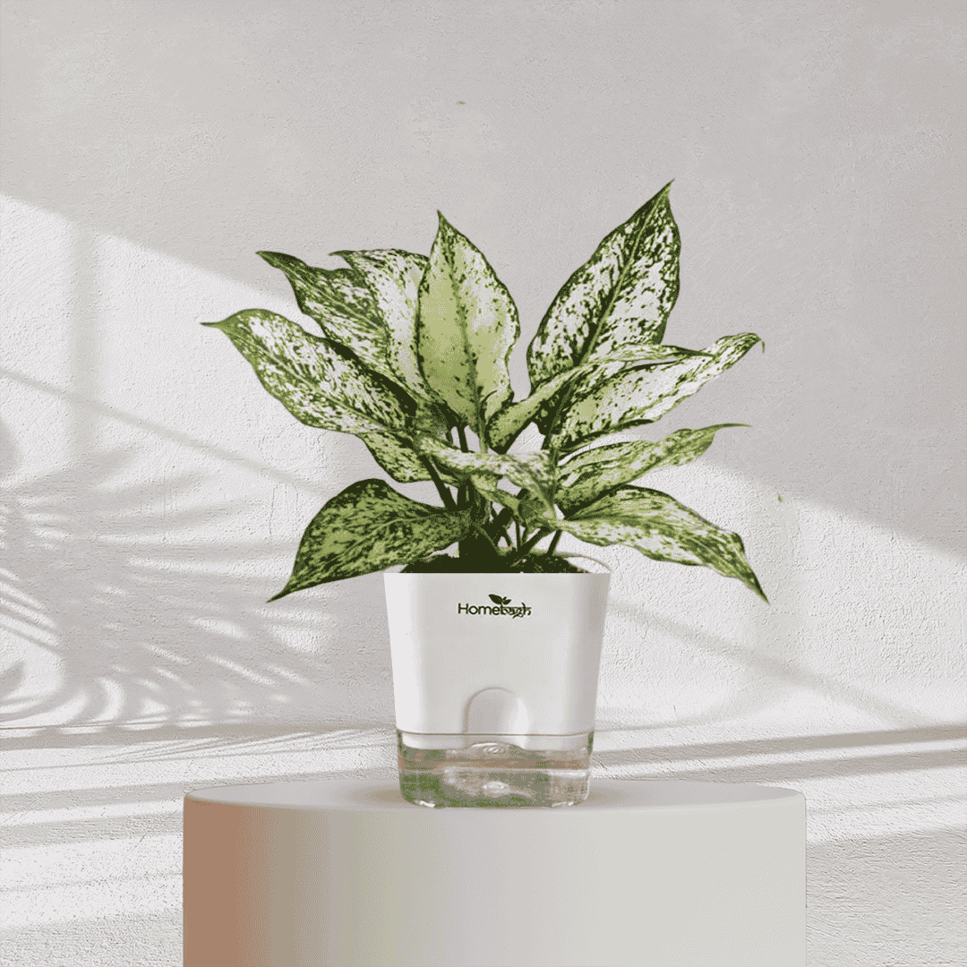 Aglaonema Snow White With Self Watering Pot - Homebagh