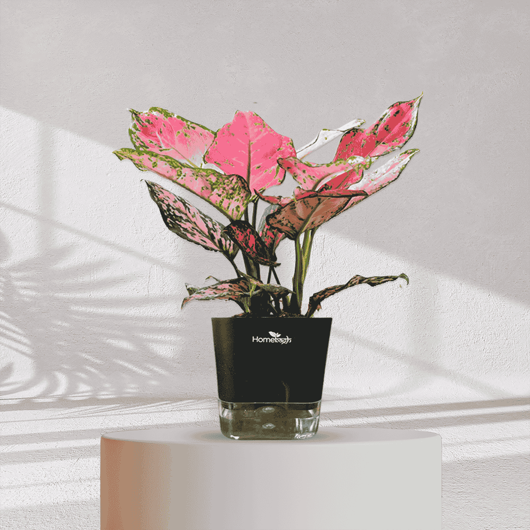 Aglaonema Valentine Pink Plant With Self Watering Pot - Homebagh