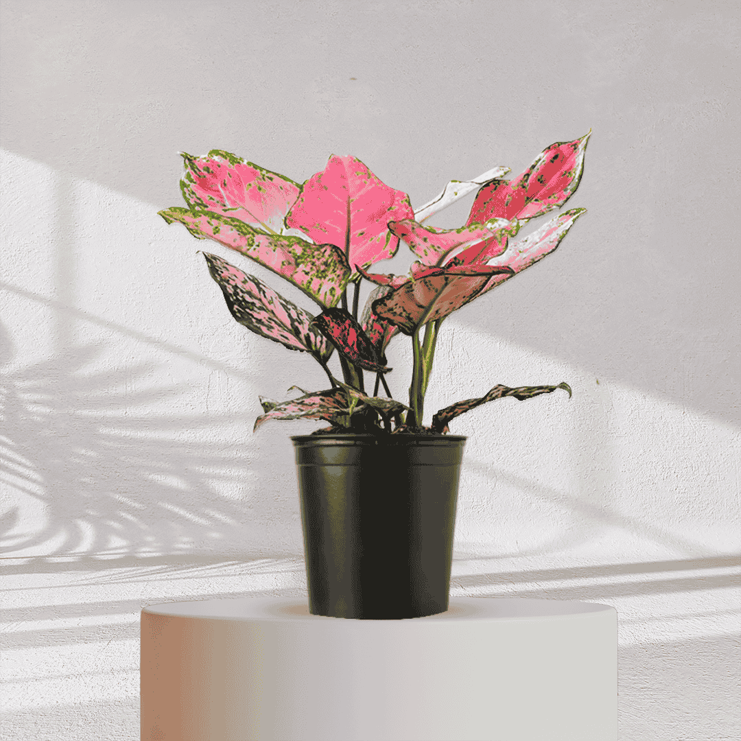 Aglaonema Valentine Pink Plant With Self Watering Pot - Homebagh