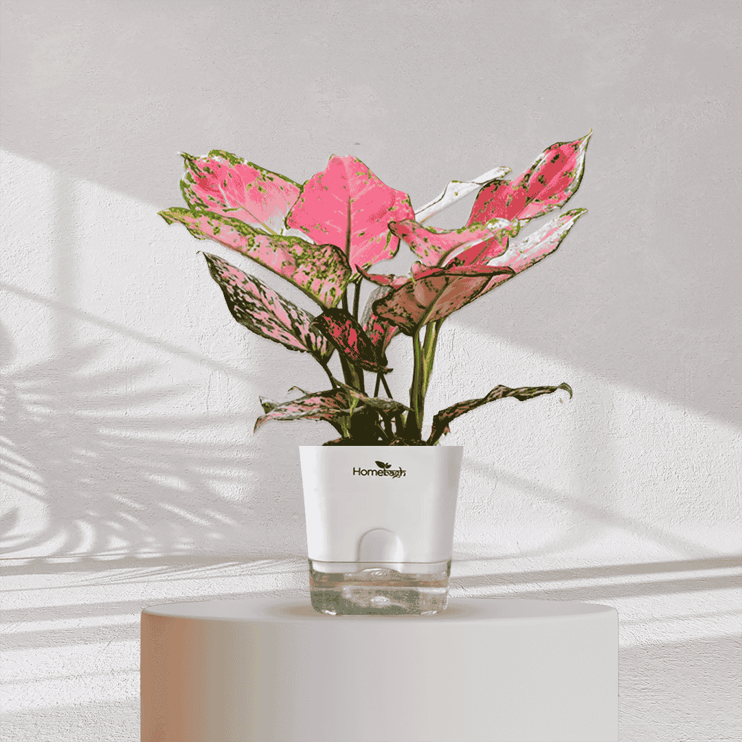 Aglaonema Valentine Pink Plant With Self Watering Pot - Homebagh