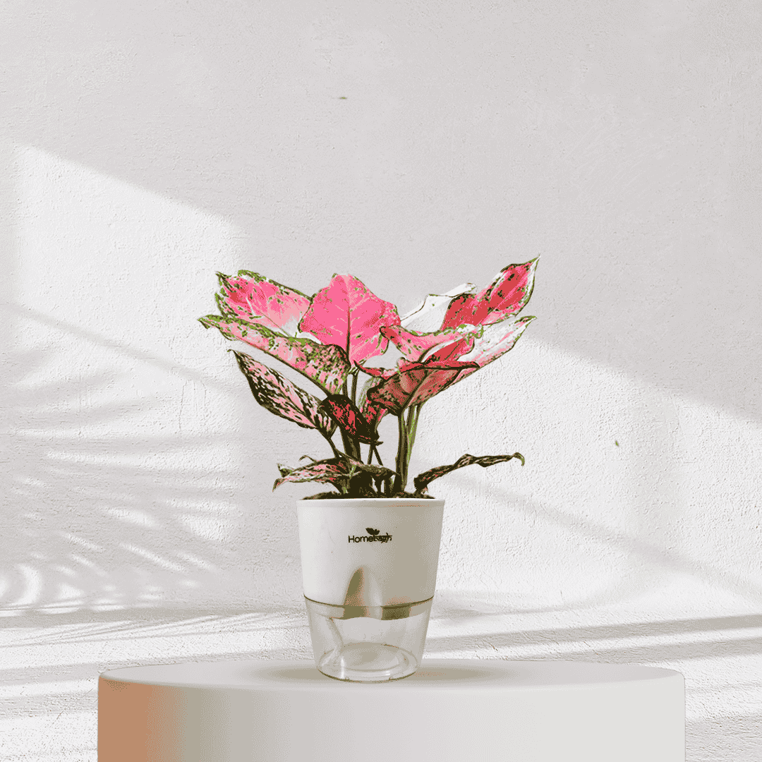 Aglaonema Valentine Pink Plant With Self Watering Pot - Homebagh