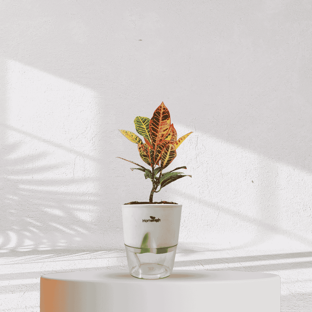 Ficus Fiddle Leaf With Self Watering Pot - Homebagh