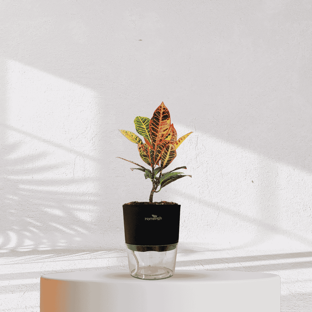 Ficus Fiddle Leaf With Self Watering Pot - Homebagh