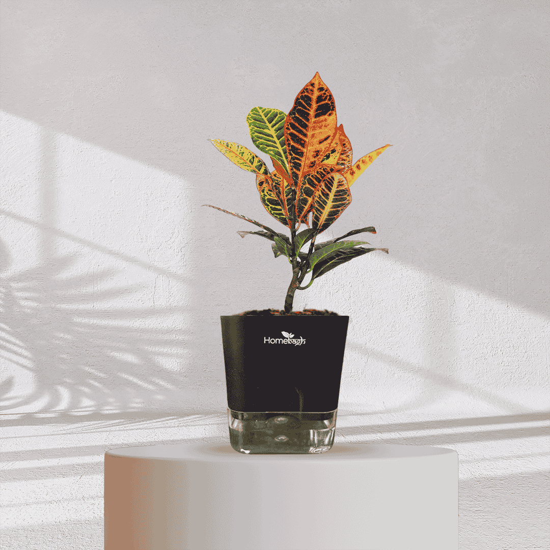 Ficus Fiddle Leaf With Self Watering Pot - Homebagh