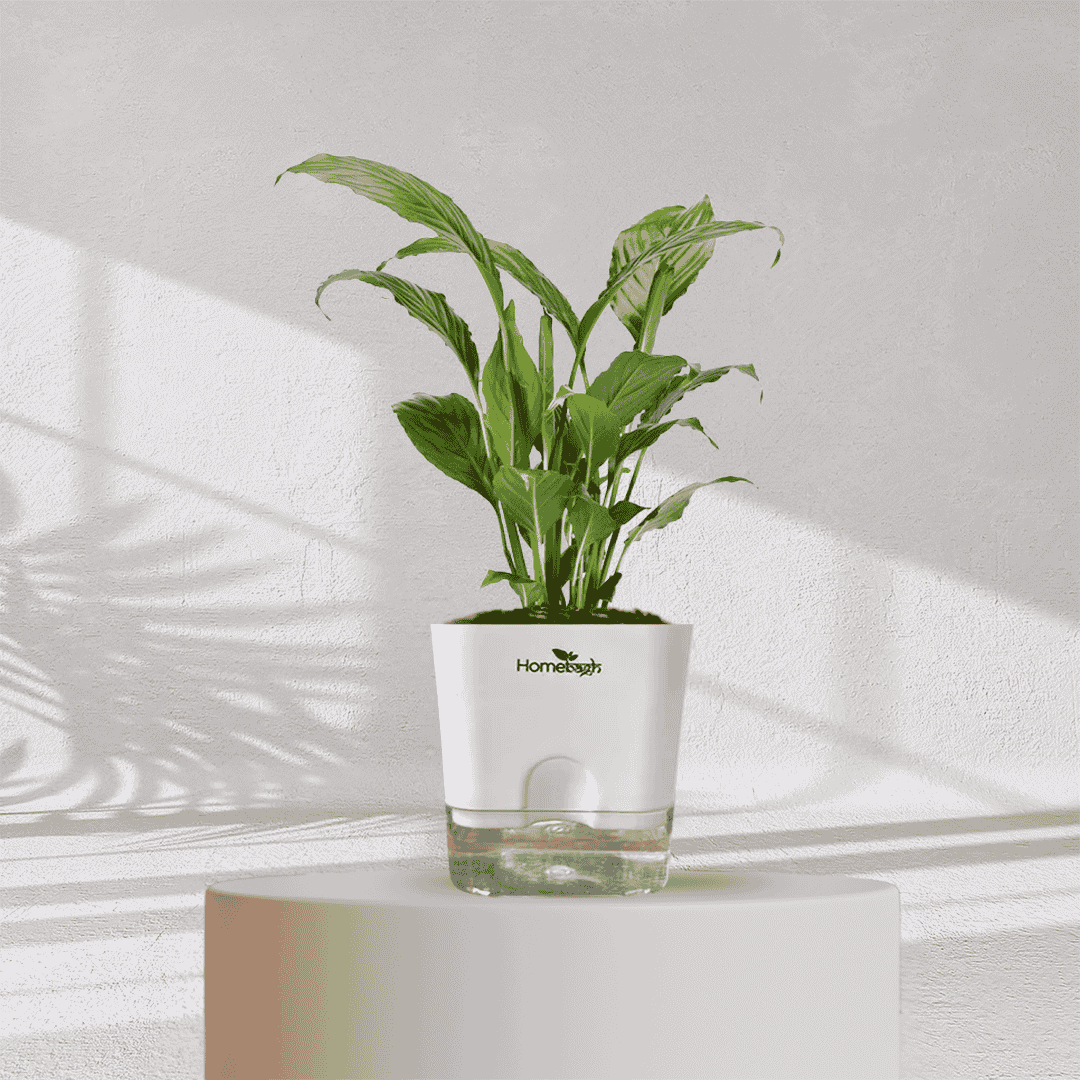Peace Lilly With Self Watering Pot - Homebagh