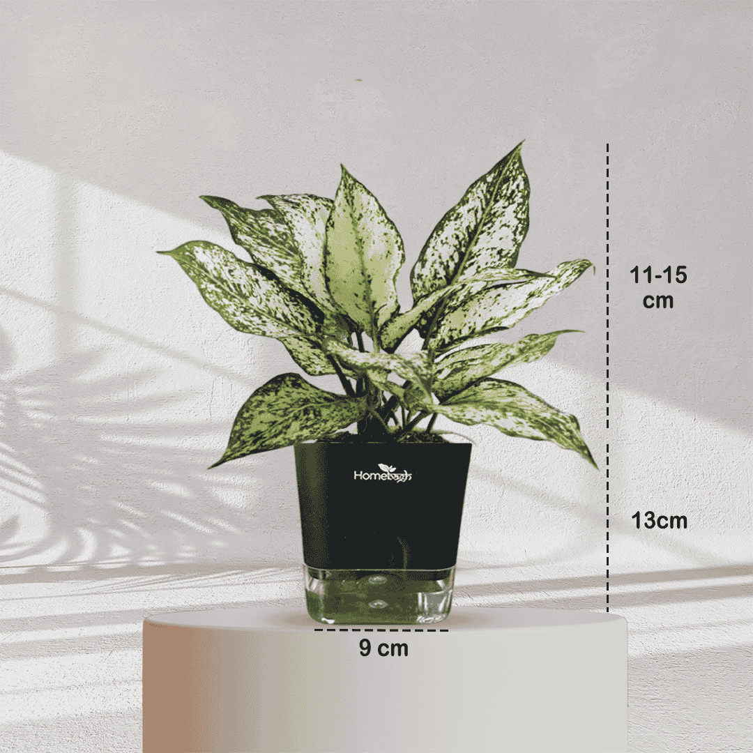 Aglaonema Snow White With Self Watering Pot - Homebagh