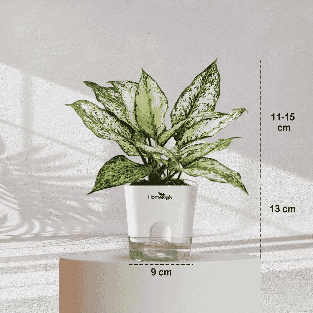 Aglaonema Snow White With Self Watering Pot - Homebagh