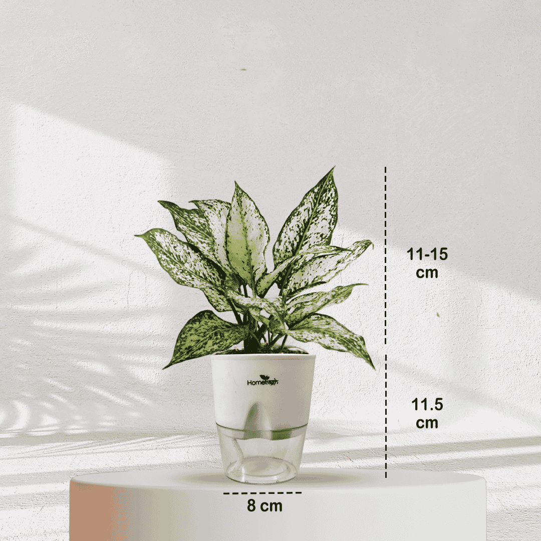 Aglaonema Snow White With Self Watering Pot - Homebagh
