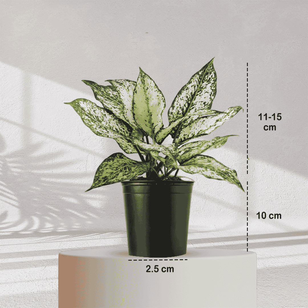 Aglaonema Snow White With Self Watering Pot - Homebagh
