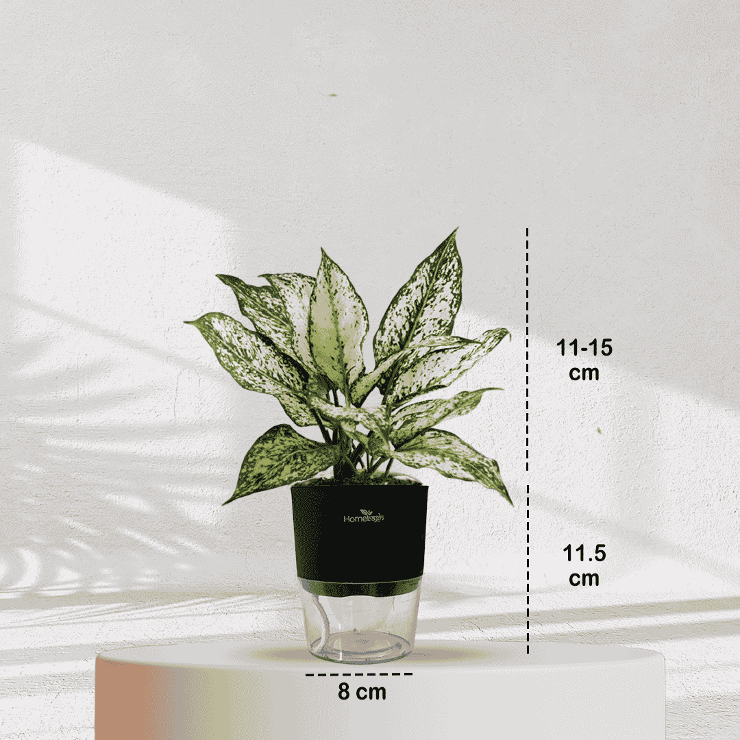 Aglaonema Snow White With Self Watering Pot - Homebagh