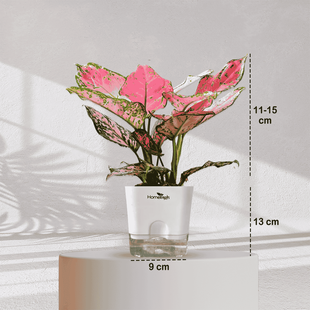 Aglaonema Valentine Pink Plant With Self Watering Pot - Homebagh