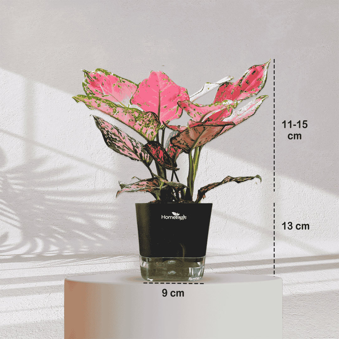 Aglaonema Valentine Pink Plant With Self Watering Pot - Homebagh