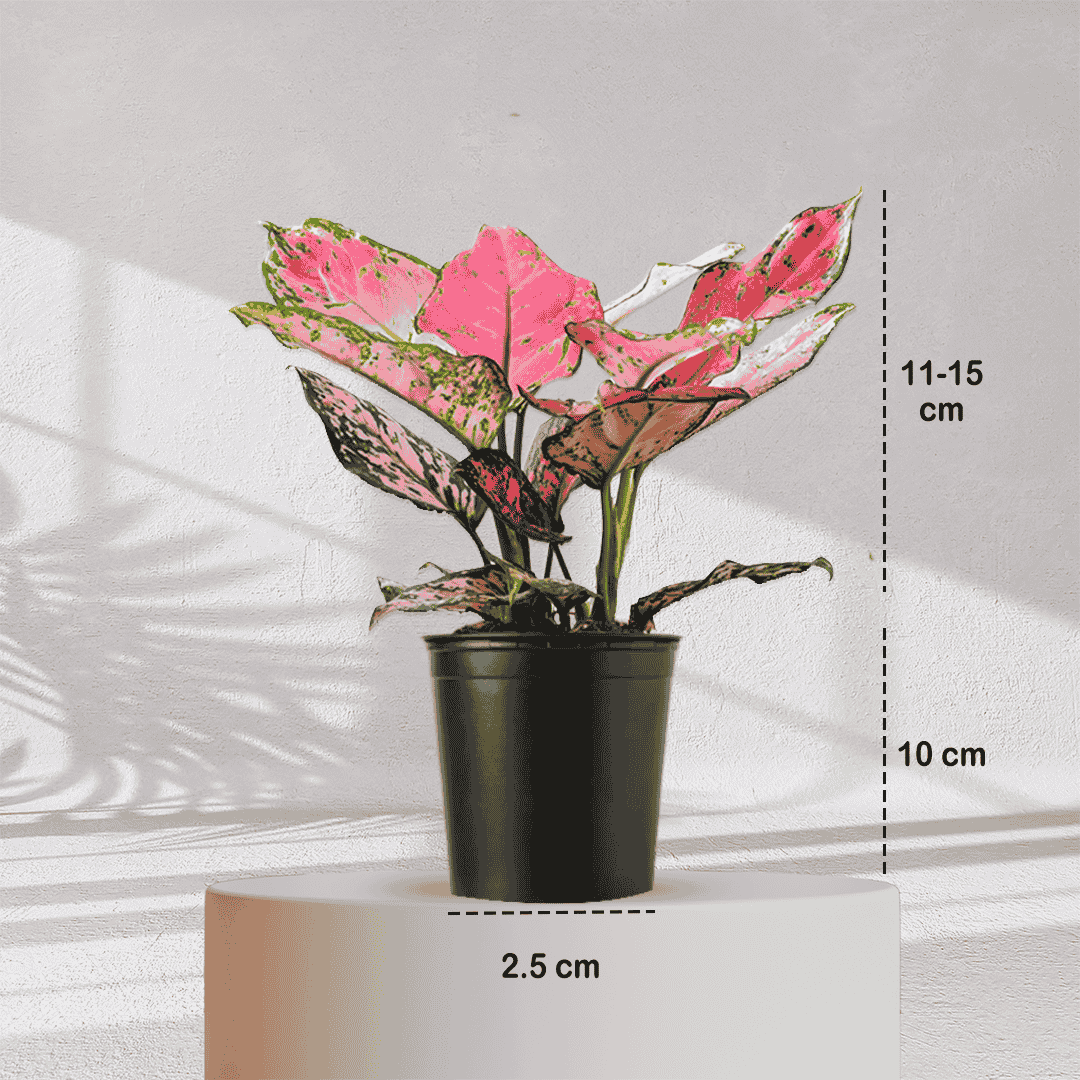 Aglaonema Valentine Pink Plant With Self Watering Pot - Homebagh