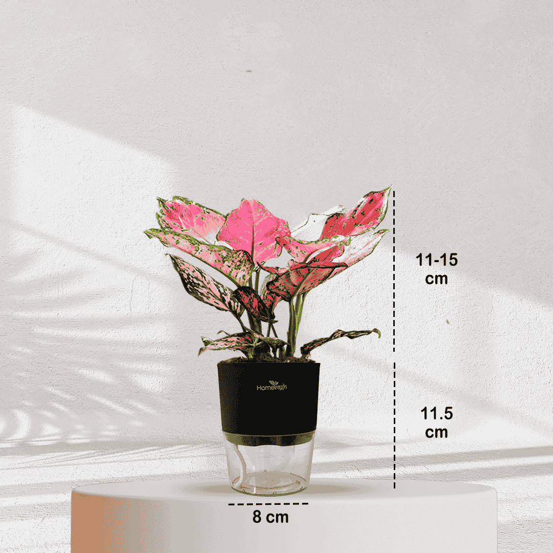 Aglaonema Valentine Pink Plant With Self Watering Pot - Homebagh