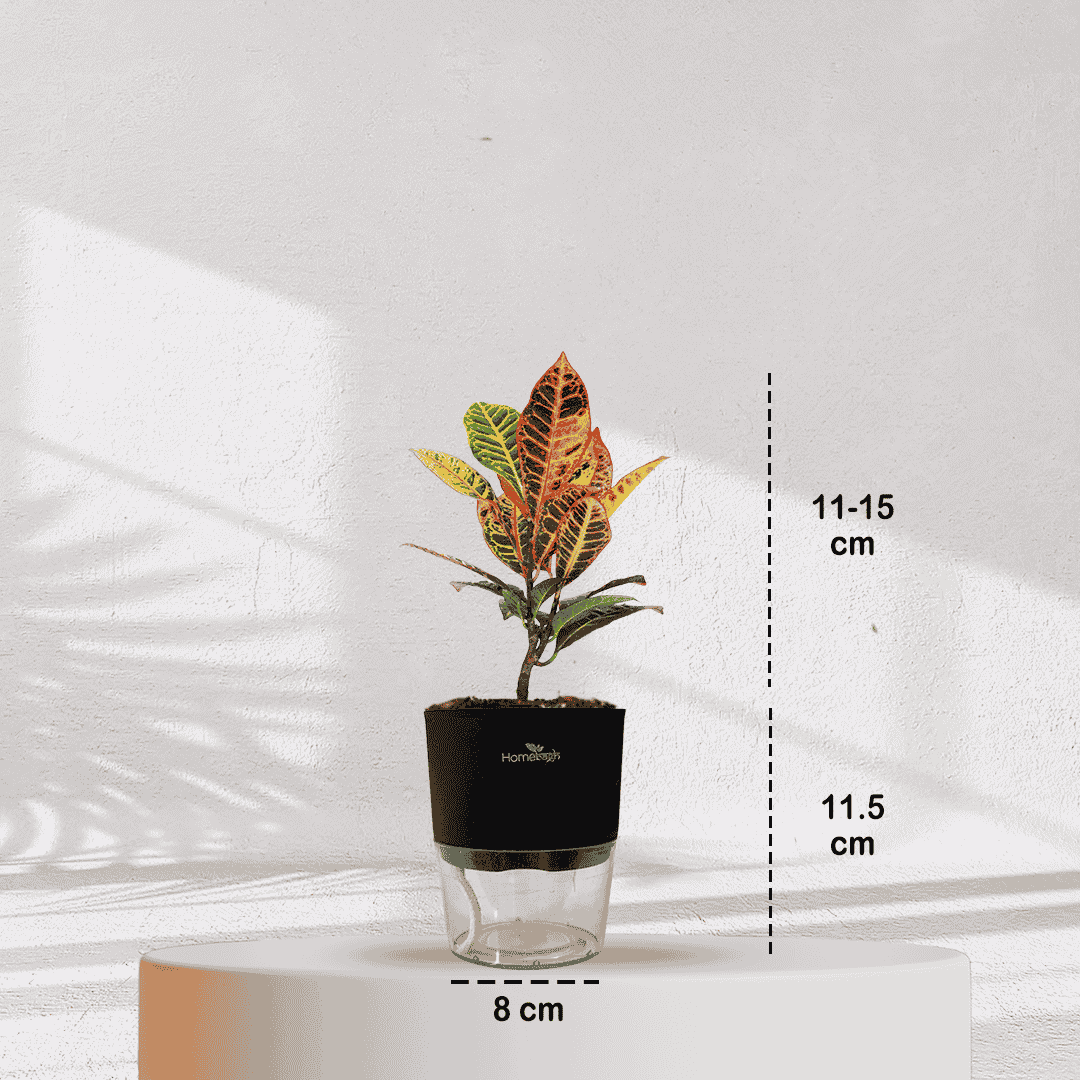Ficus Fiddle Leaf With Self Watering Pot - Homebagh