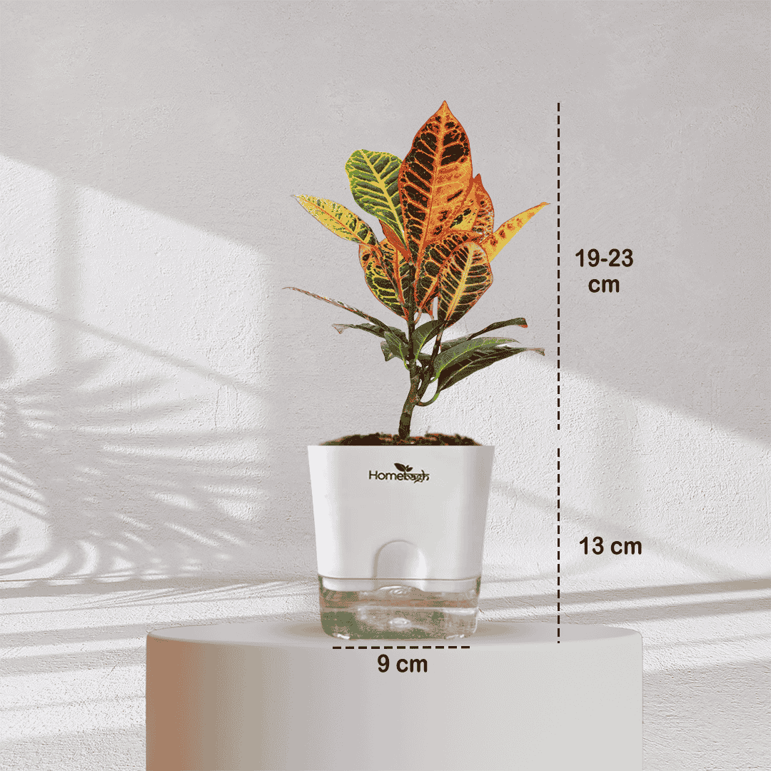 Ficus Fiddle Leaf With Self Watering Pot - Homebagh