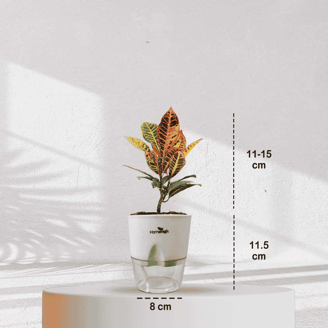 Ficus Fiddle Leaf With Self Watering Pot - Homebagh