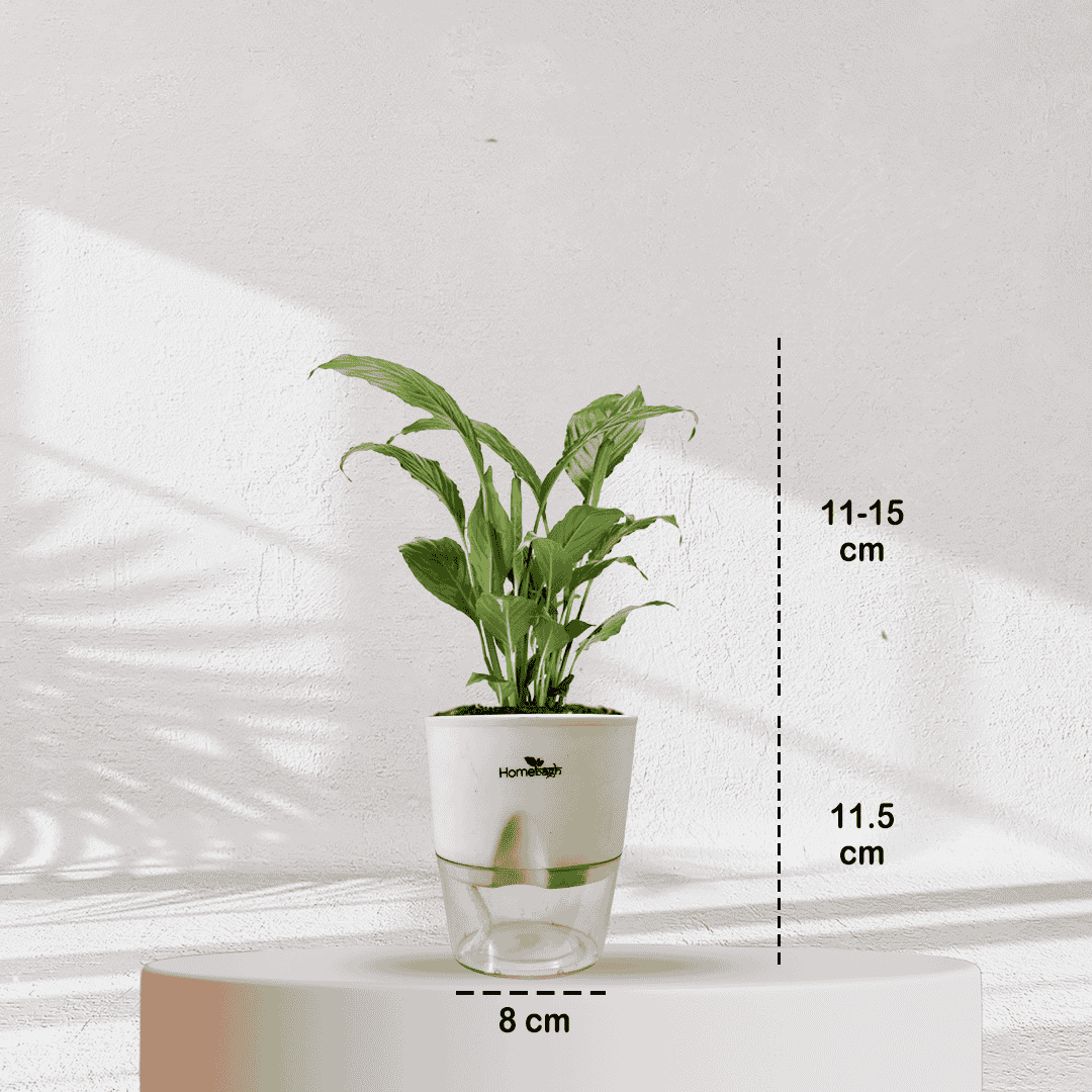 Peace Lilly With Self Watering Pot - Homebagh