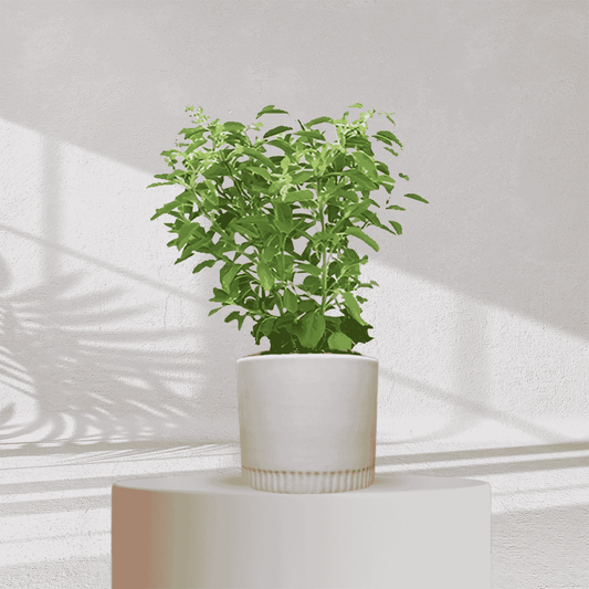 TULSI - Homebagh